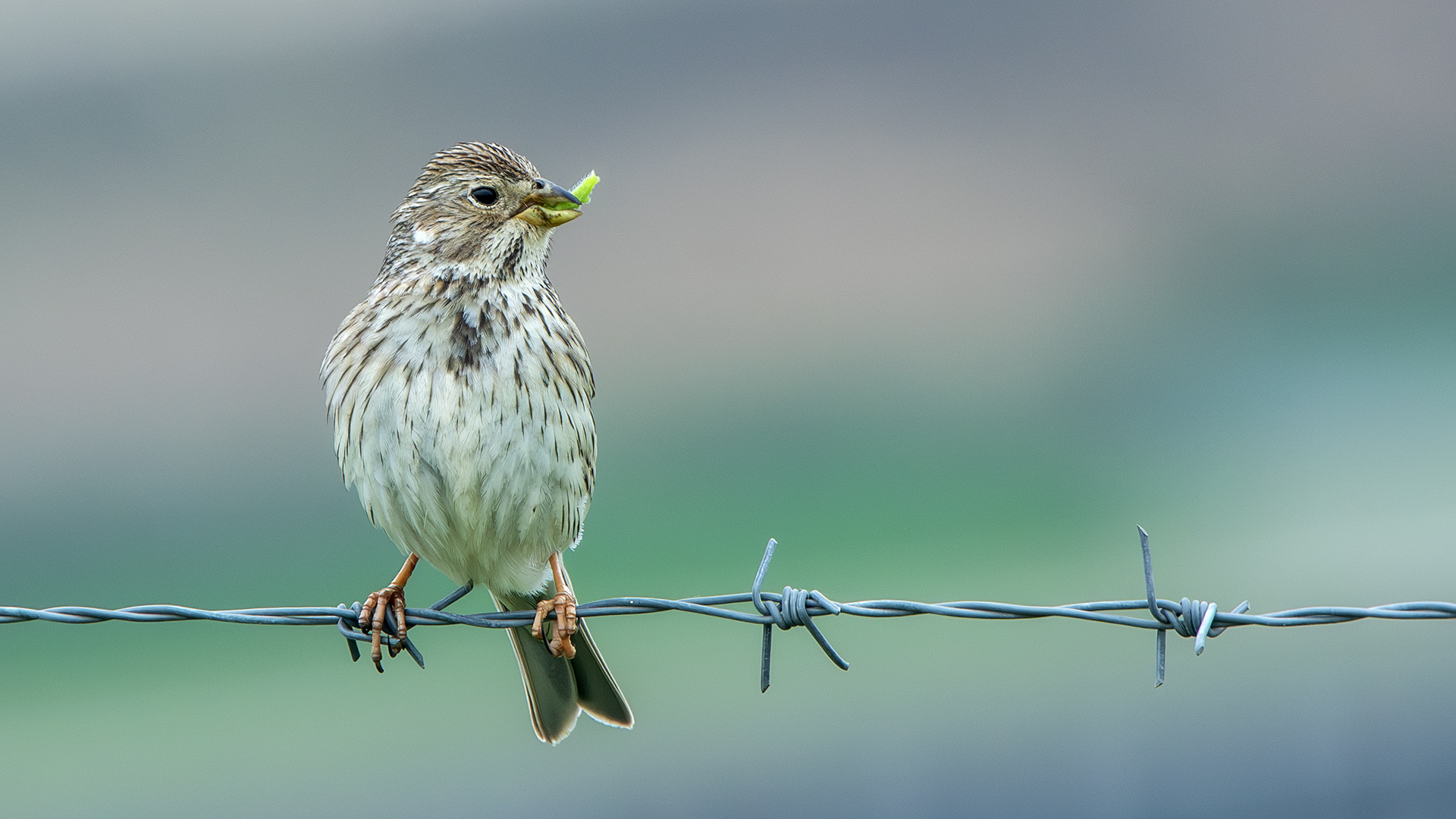 Corn Bunting